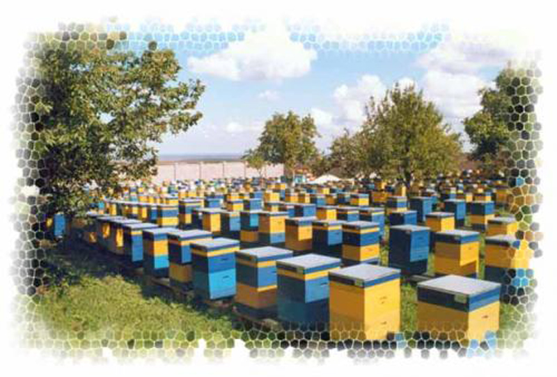 Подборка книг по пчеловодству: содержание и разведение пчел Автор
